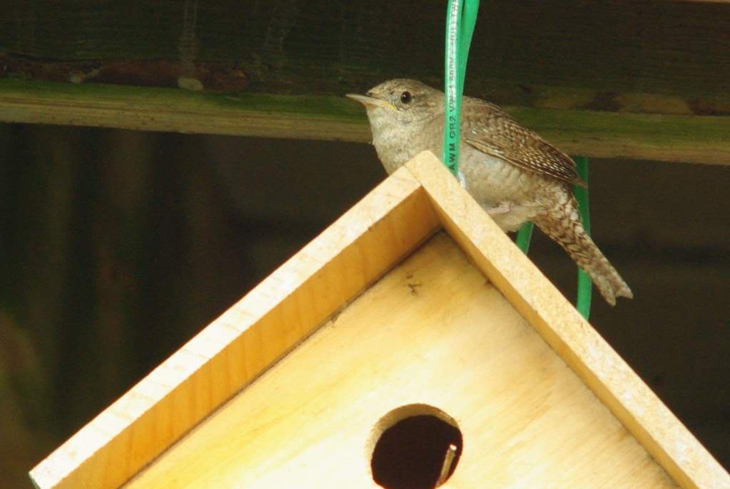 It's Not Work, It's Gardening! House wren, wren house